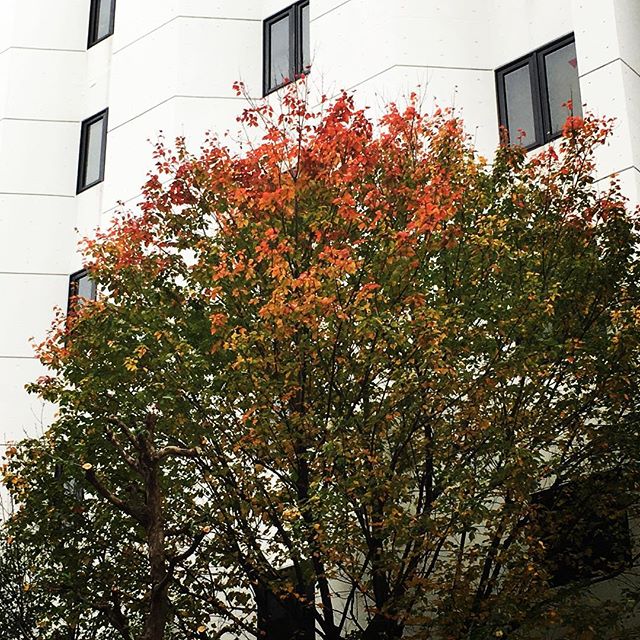 【ぐもにん2583】今ここにある幸せを気づいて感じる力。今日も「笑顔の選択」と。#goodmorning #tree #leaves #autumnleaves #beautifulsky #おはよう