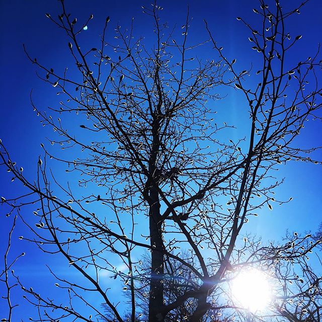 【ぐもにん2028】見えないところで未来の準備はされている。今日も「笑顔の選択」と。#goodmorning #bluesky #blue #sky #beautiful #trees #branches #おはよう