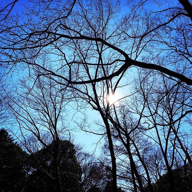 【ぐもにん2047】静かに内観する時間を作る。今日も「笑顔の選択」と。#goodmorning #bluesky #beautifulsky #blue #beautiful #sky #skyphotography #branches #trees #sunshine #photography #iphonephotography #おはよう
