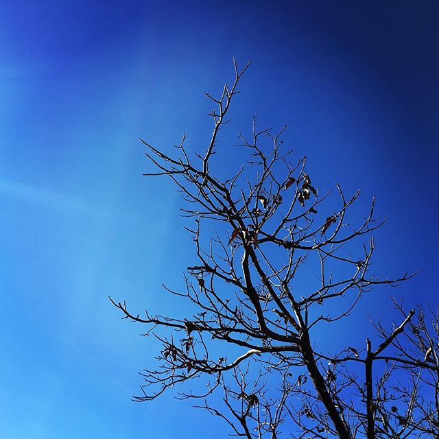 【ぐもにん2665】誰もが唯一無二の存在で特別。今日も「笑顔の選択」と。#goodmorning #bluesky #beautifulsky #blue #beautiful #sky #trees #branches #photography #photo #iphonephotography #おはよう