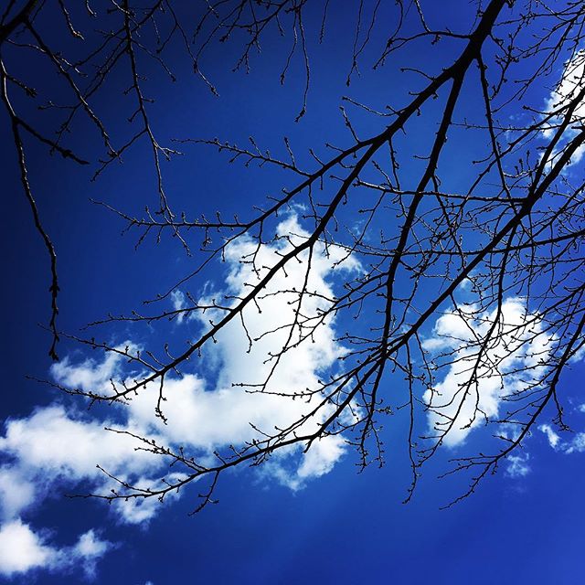 【ぐもにん2670】花開くときも芽吹くときも新緑のときも葉を落とすときもただ循環の中にいる。今日も「笑顔の選択」と。#goodmorning #bluesky #blue #sky #branches #clouds #photography #photo #iphonephotography #おはよう