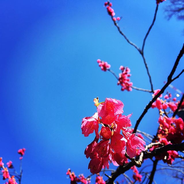 【ぐもにん2679】弱さは強さ。強さは弱さ。今日も「笑顔の選択」と。#goodmorning #bluesky #blue #sky #flowers #pink #photography #photo #iphonephotography #おはよう