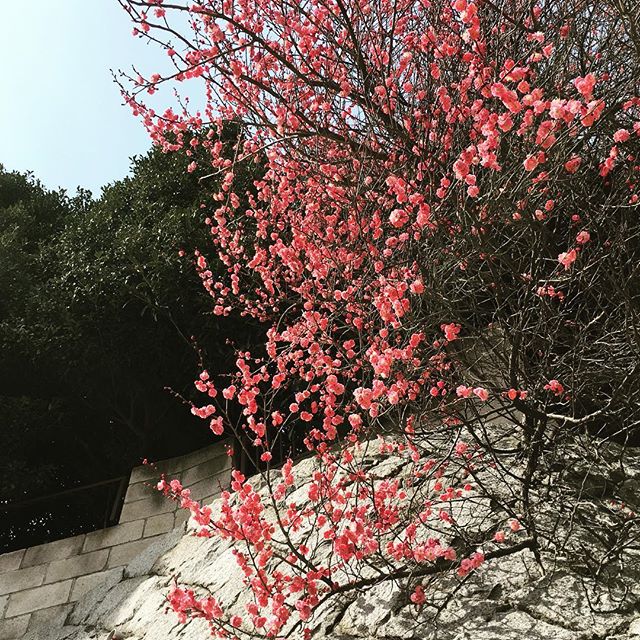 【ぐもにん2686】不満や不安は未来へ向かうヒントでチャンス。今日も「笑顔の選択」と。#goodmorning #flowers #plumblossom #beautiful #pink #spring #photography #photo #iphonephotography #おはよう