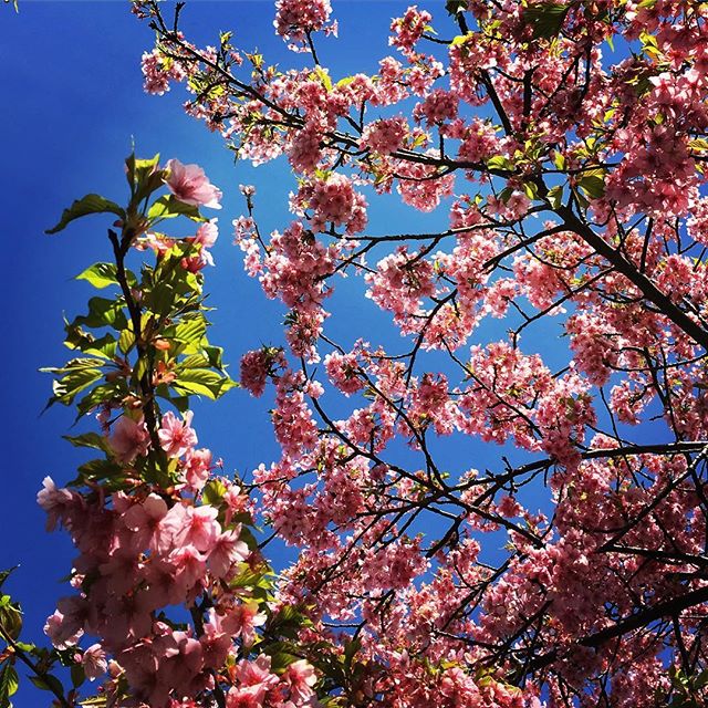 【ぐもにん2702】必然の流れに委ねる。今日も「笑顔の選択」と。#goodmorning #beautiful #flowers #cherryblossom #bluesky #blue #sky #pink #photography #photo #iphonephotography #おはよう