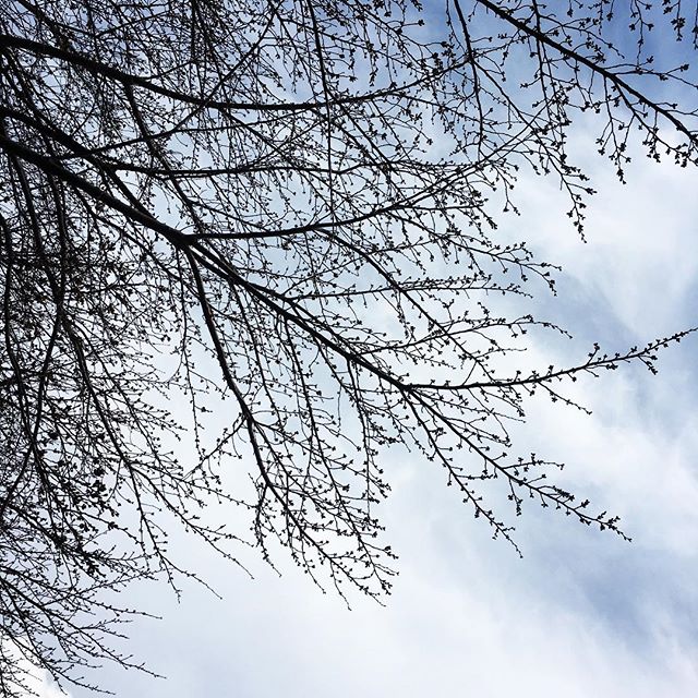【ぐもにん2705】芽吹く季節も自然の流れ。今日も「笑顔の選択」と。#goodmorning #branches #sky #beautiful #photography #photo #iphonephotography #おはよう