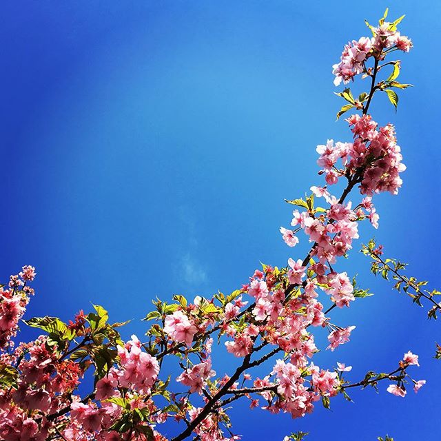 【ぐもにん2707】変わり続ける強さ。今日も「笑顔の選択」と。#goodmorning #beautifulsky #bluesky #beautiful #blue #sky #cherryblossom #pink #photography #photo #iphonephotography #おはよう