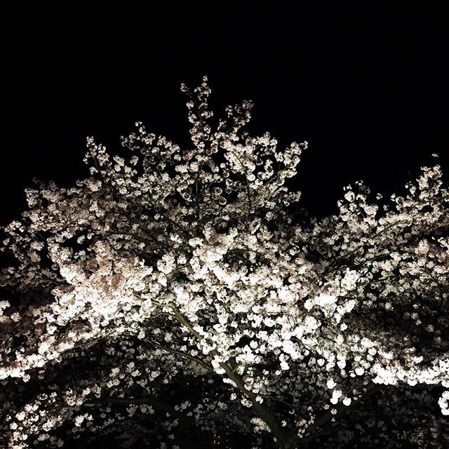 【ぐもにん2713】浮かび出るもの。今日も「笑顔の選択」と。#goodmorning #cherryblossom #beautiful #flowers #夜桜 #photography #photo #iphonephotography #おはよう