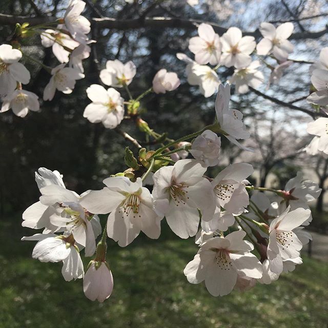 【ぐもにん2712】外も中も答えも全ては自分の中に。今日も「笑顔の選択」と。#goodmorning #cherryblossom #spring #beautiful #flowers #photography #photo #iphonephotography #おはよう