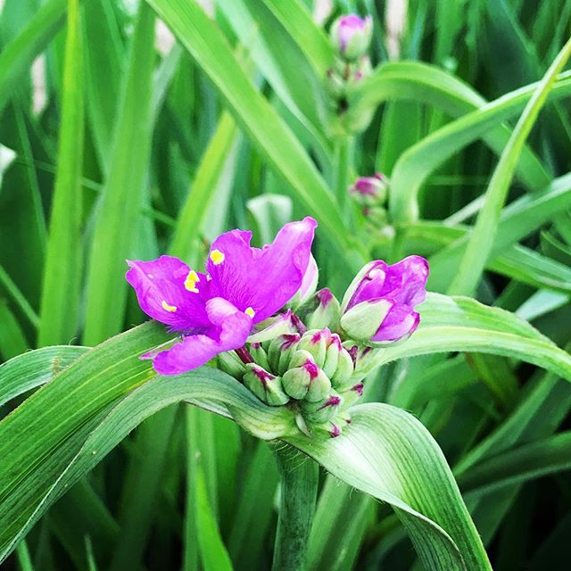 【ぐもにん2728】一歩踏み出す。違う景色が見えてくる。今日も「笑顔の選択」と。#goodmorning #flowers #green #violet #beautiful #naturephotography #photography #photo #iphonephotography #おはよう