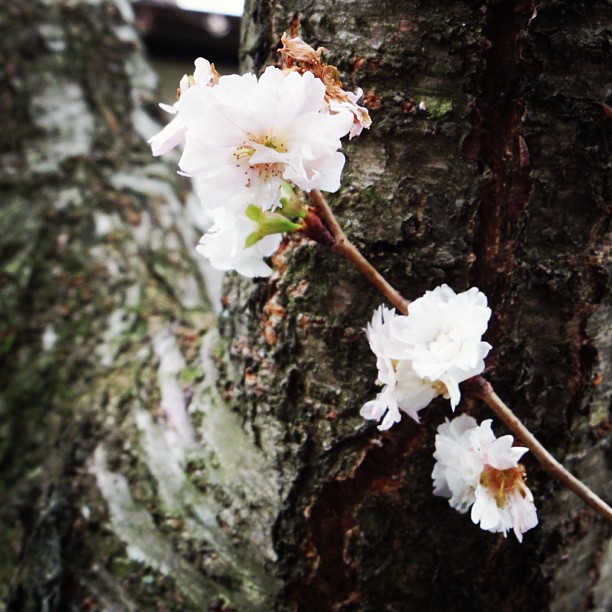 ジュウガツザクラ