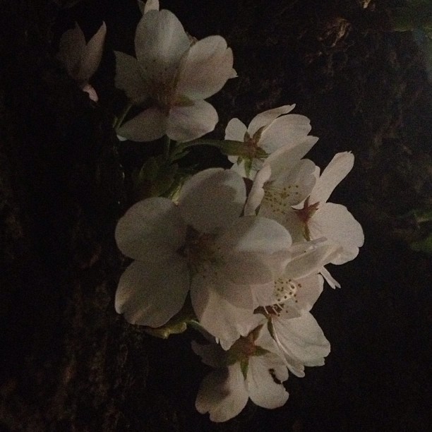 桜夜