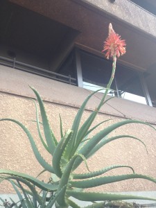 写真 2013-01-21 11 50 15